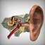 Ear Anatomy
