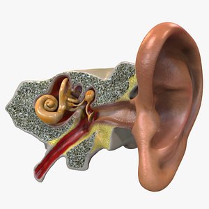 Ear Anatomy