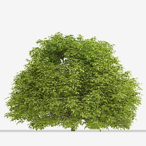 3D Set of Euonymus japonicus or Evergreen spindleShrubs - 3 Shrubs