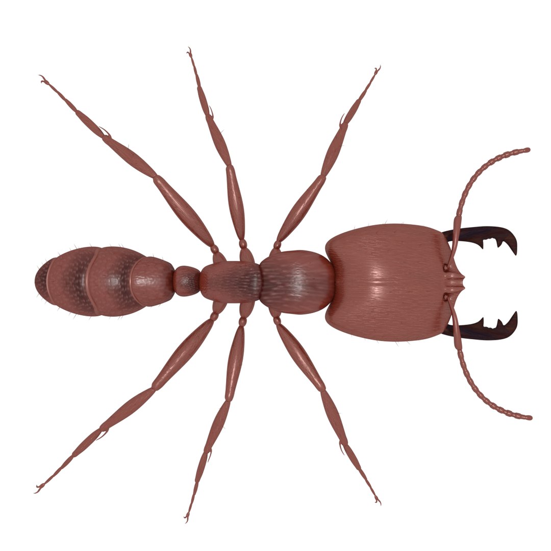 soldier ant size
