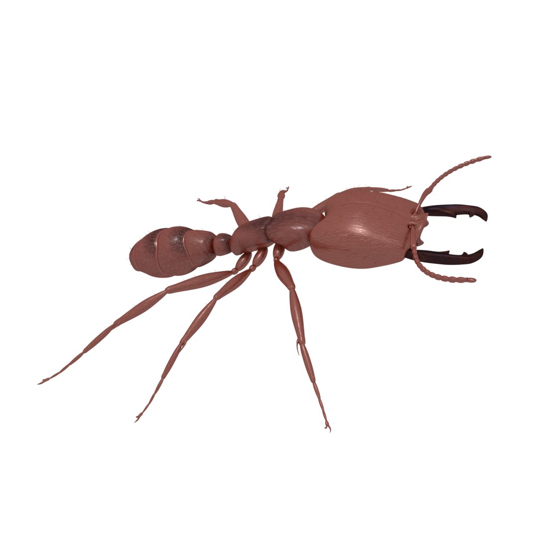 army ant soldier