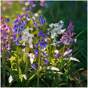 Bluebell Pack vol05