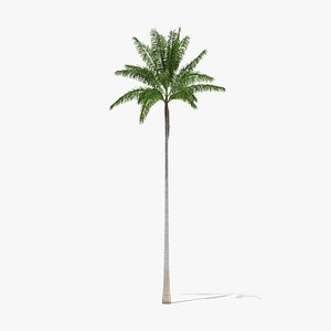 Florida Royal Palm Roystonea Regia