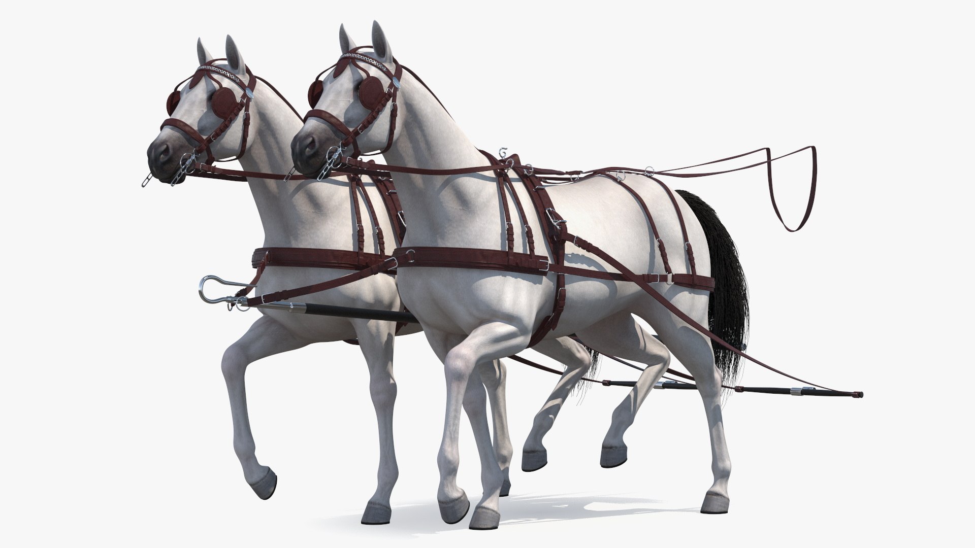Pair of White Breast Collar Harness Walking Pose 3D model preview