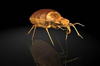 bedbug / insects