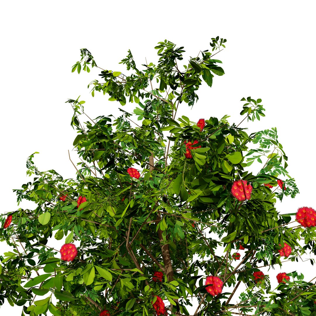 3D Corymbia Ficifolia 3D Model model https://p.turbosquid.com/ts-thumb/9c/B1I2Xd/6x/1z3d/jpg/1732649524/1920x1080/fit_q87/838ab7b9b4d4a67edb16e8824c964325f889af9f/1z3d.jpg