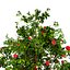 Corymbia Ficifolia 3D Model