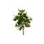Corymbia Ficifolia 3D Model