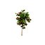 Corymbia Ficifolia 3D Model