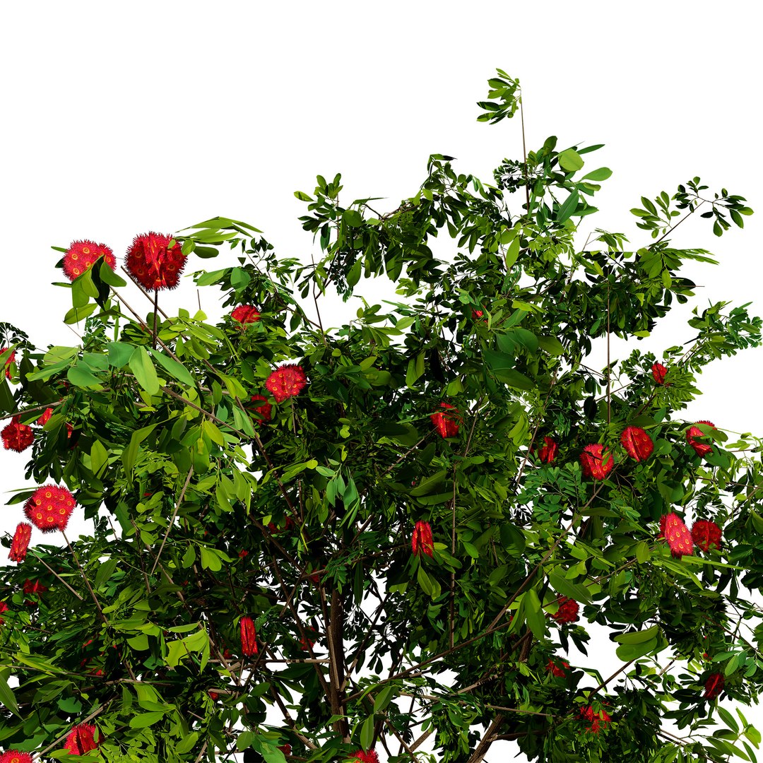 3D Corymbia Ficifolia 3D Model model https://p.turbosquid.com/ts-thumb/9c/B1I2Xd/FB/2z4s/jpg/1732649525/1920x1080/fit_q87/83f8f9ad461e76c297cec7e593638717faea6561/2z4s.jpg