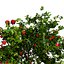 Corymbia Ficifolia 3D Model