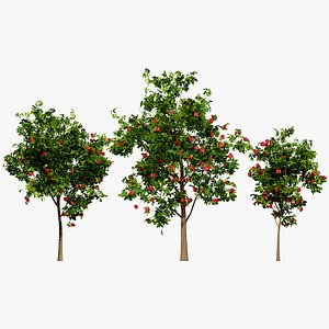 3D Corymbia Ficifolia 3D Model model