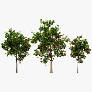 Corymbia Ficifolia 3D Model