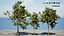 Corymbia Ficifolia 3D Model