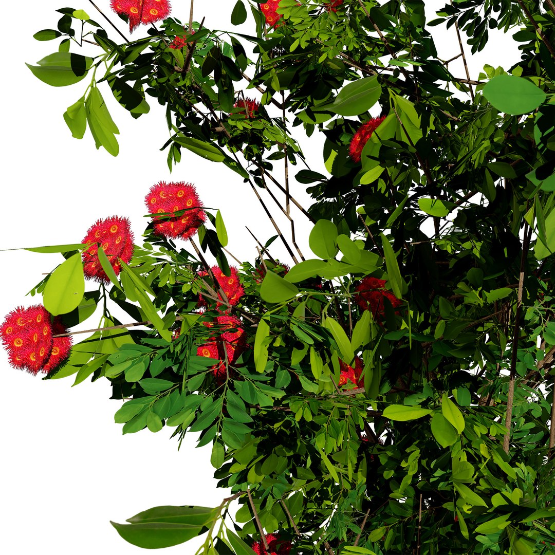 3D Corymbia Ficifolia 3D Model model https://p.turbosquid.com/ts-thumb/9c/B1I2Xd/WG/3z1/jpg/1732649572/1920x1080/fit_q87/ad9b3e7af16714d656ba47bca329d4aff25603e9/3z1.jpg