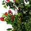 Corymbia Ficifolia 3D Model