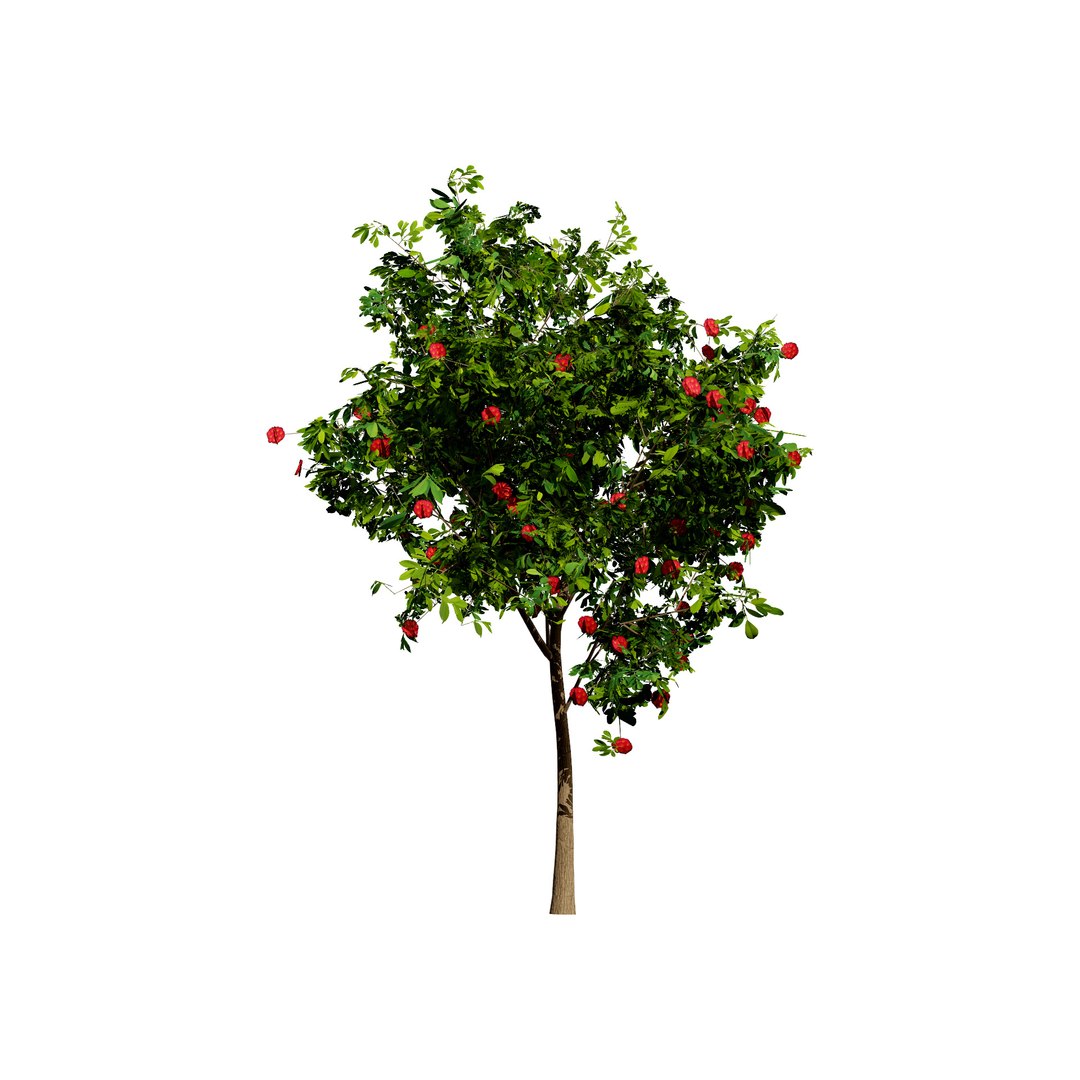 3D Corymbia Ficifolia 3D Model model https://p.turbosquid.com/ts-thumb/9c/B1I2Xd/gS/202/jpg/1732649508/1920x1080/fit_q87/a12ae68d8f2ff651aa77dca2a7d2616cc4ce648c/202.jpg