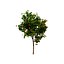 Corymbia Ficifolia 3D Model