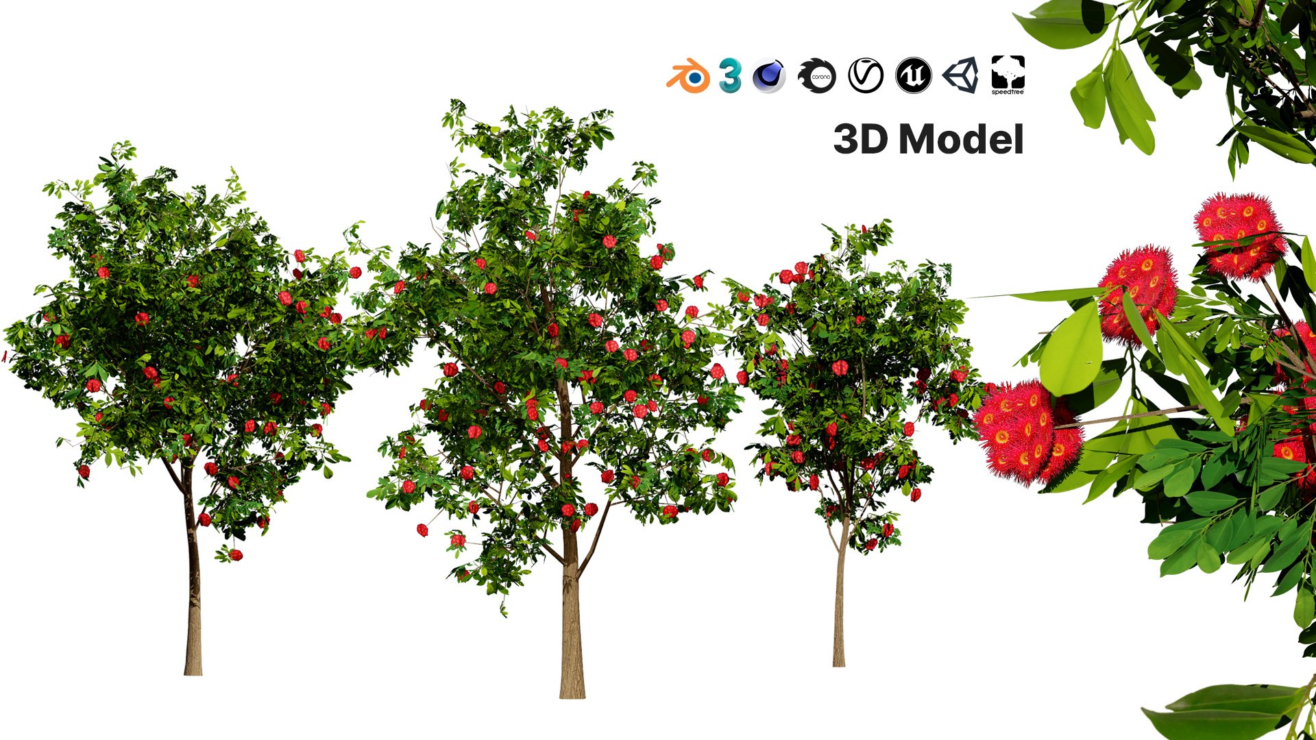 3D Corymbia Ficifolia 3D Model model https://p.turbosquid.com/ts-thumb/9c/B1I2Xd/le/00artcover02/jpg/1732649483/1920x1080/fit_q87/d225dc6c369516c84888b83e87e7a630580996ad/00artcover02.jpg