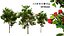 Corymbia Ficifolia 3D Model