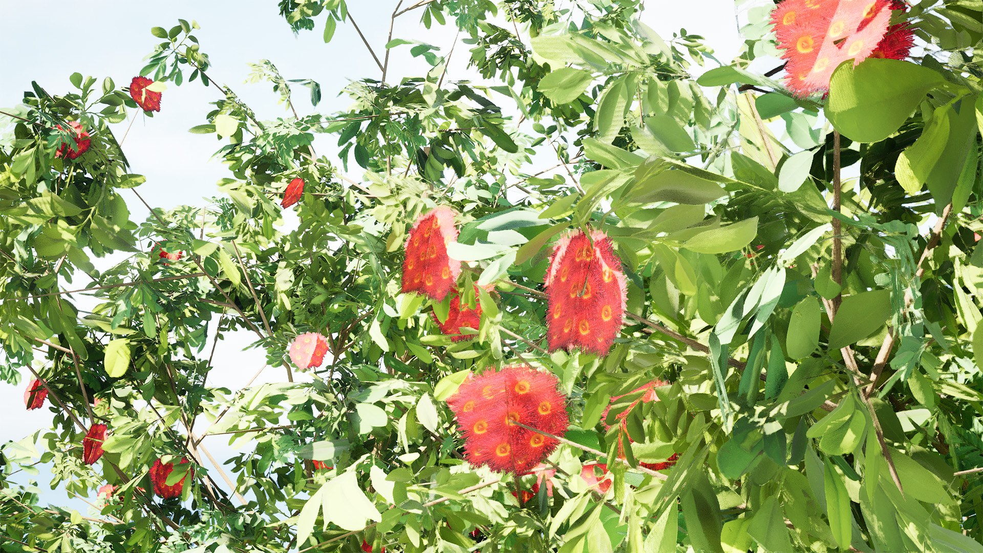 3D Corymbia Ficifolia 3D Model model https://p.turbosquid.com/ts-thumb/9c/B1I2Xd/vp/highresscreenshot00010/jpg/1732649544/1920x1080/fit_q87/98887dbd4b7d71d02692a5af000da9ebb4648e83/highresscreenshot00010.jpg