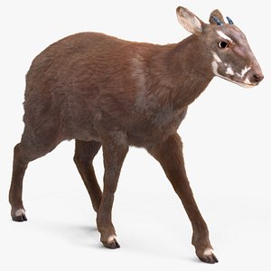 3D Saola Walking Pose Fur model