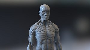 anatomy muscles 3d model