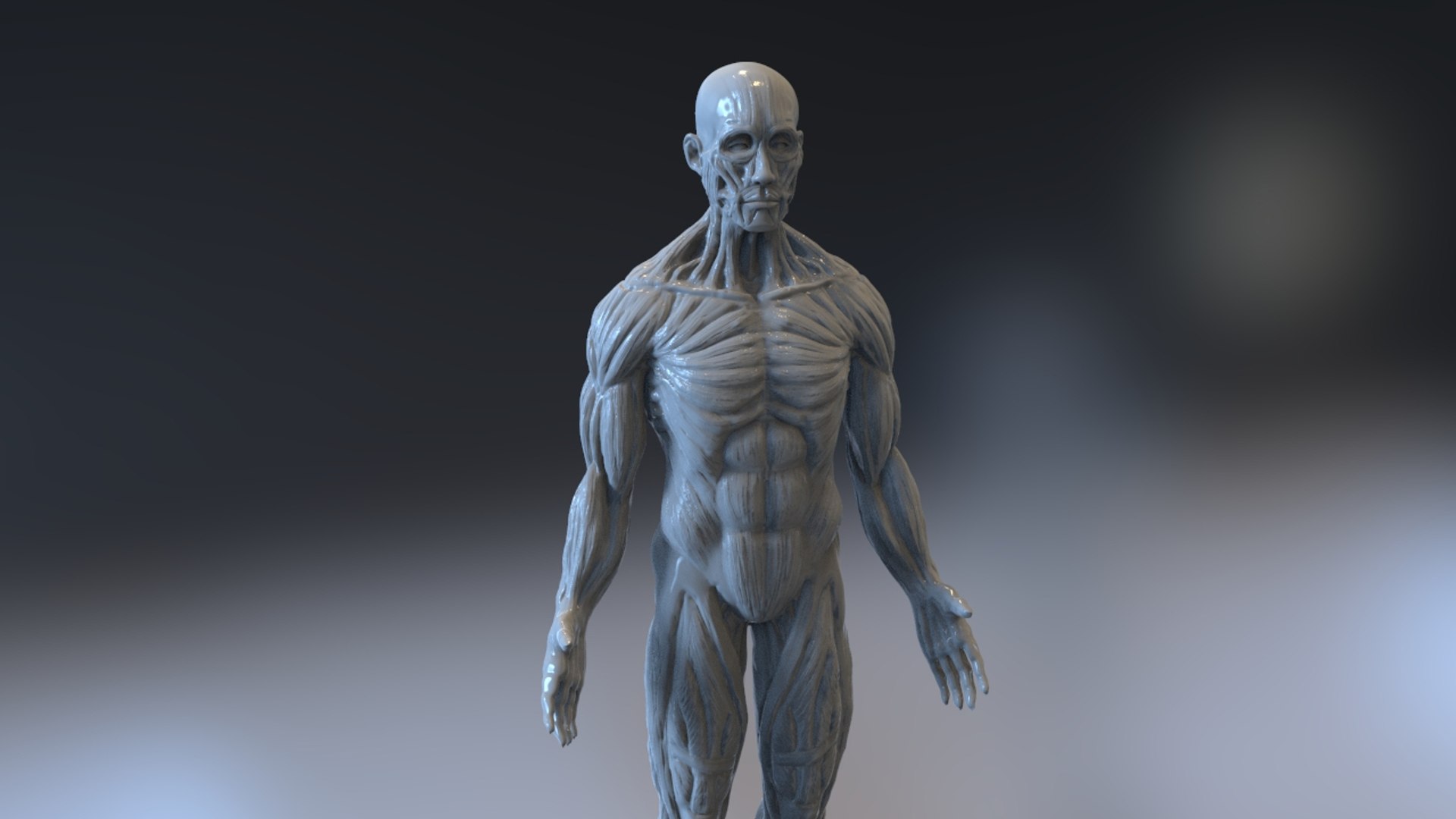 Anatomy Muscles 3d Model