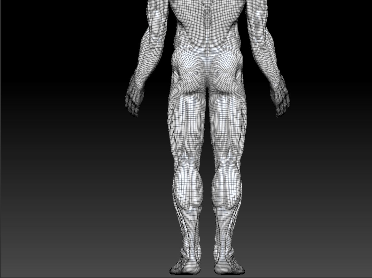 Anatomy Muscles 3d Model