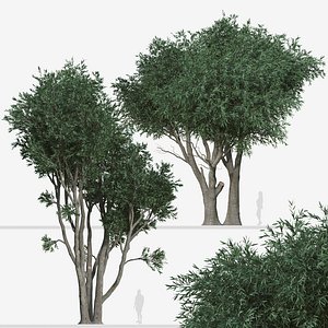 Set of Melaleuca leucadendra or Paperbark Tree - 2 Trees