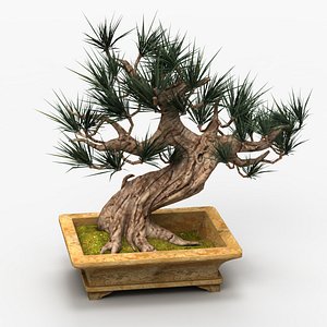 Bonsai Tree