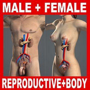3d model human male female reproductive