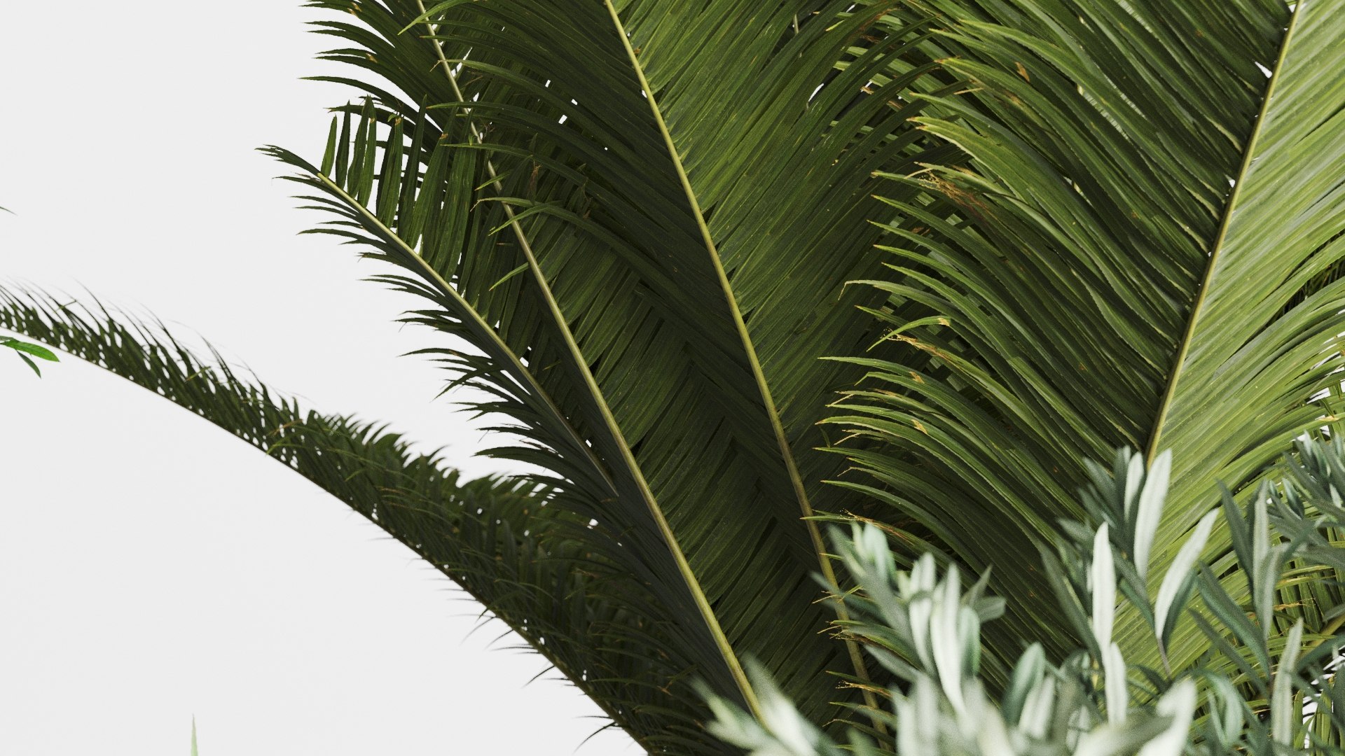 Set Mediterranean Plants In Antique Pots Model - TurboSquid 2033140