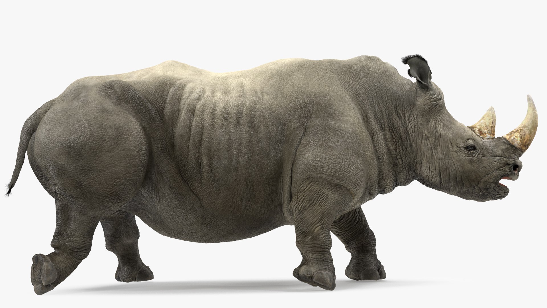 Rhino Adult Walking Pose Fur 3D model preview