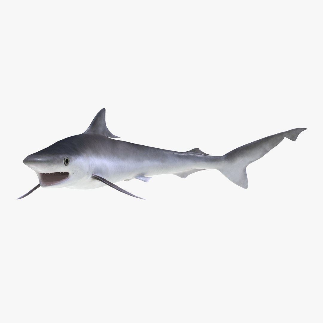 Milk Shark Pose 2 3D Model 3D model preview