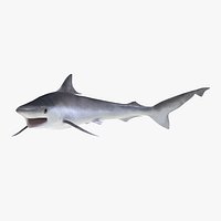 Milk Shark Pose 2 3D Model