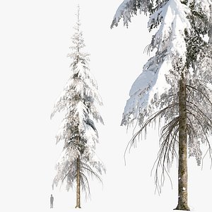 Winter Fir tree 04