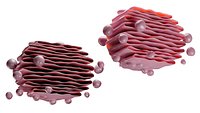 CELL biology