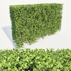 3D hedge buxus sempervirens