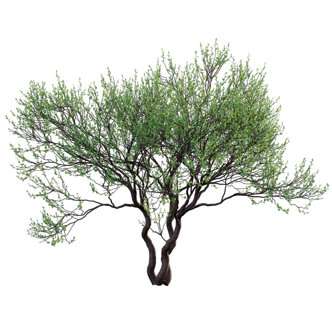 3D Commiphora Glandulosa - Tall Firethorn Corkwood Model - TurboSquid ...
