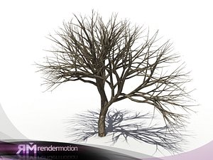 D2.C1.05 Dead tree, Arbol Seco