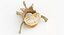 Kangaroo Red Necked Wallaby Lumber Vertebrae L5