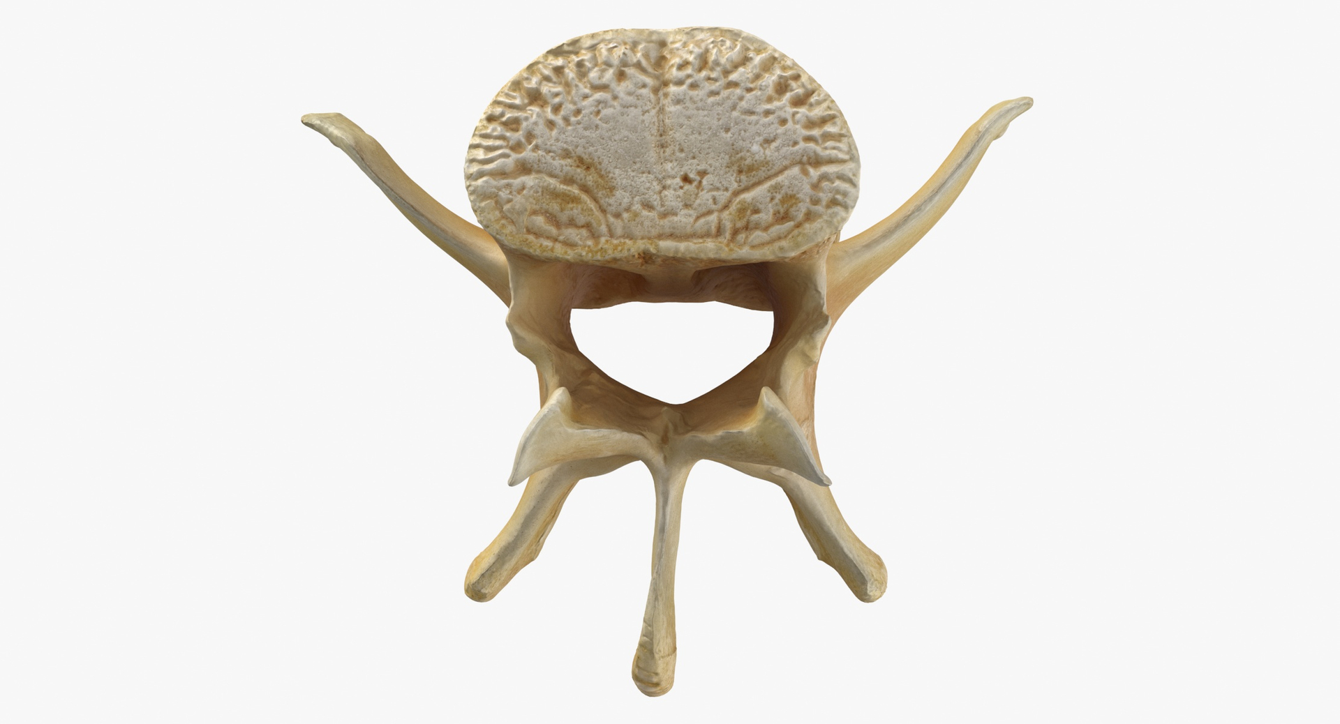 3D Kangaroo Red Necked Wallaby Lumber Vertebrae L5 https://p.turbosquid.com/ts-thumb/9d/M4Iqso/8F/z0000/jpg/1692878139/1920x1080/turn_fit_q99/bc1ca198b02ac02bb725a8baf3926d426d7ce42f/z0000-1.jpg