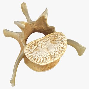 3D Kangaroo Red Necked Wallaby Lumber Vertebrae L5