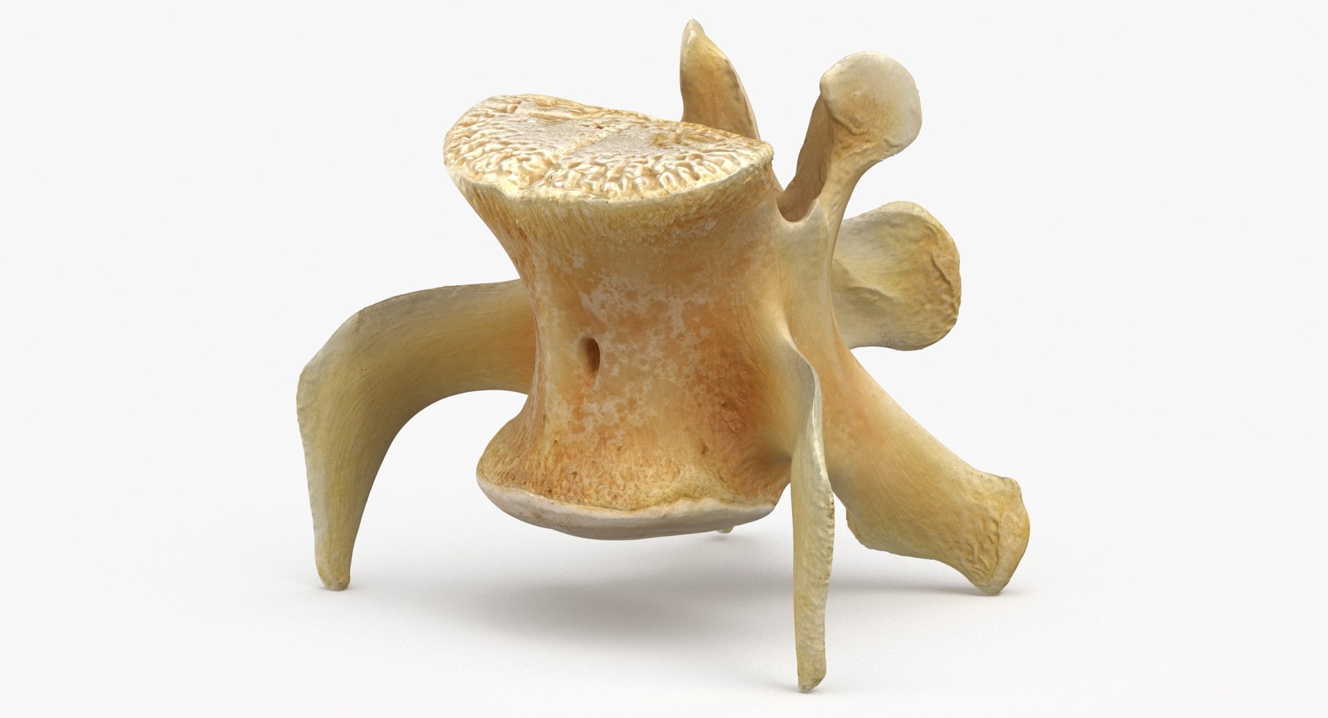 3D Kangaroo Red Necked Wallaby Lumber Vertebrae L5 https://p.turbosquid.com/ts-thumb/9d/M4Iqso/JC/kangaroo_red_necked_wallaby_lumber_vertebrae_l5_thumbnail_0004/jpg/1692878115/1920x1080/fit_q87/c9f891e9d1ed141dc346f7ced4a87feabebc5a93/kangaroo_red_necked_wallaby_lumber_vertebrae_l5_thumbnail_0004.jpg