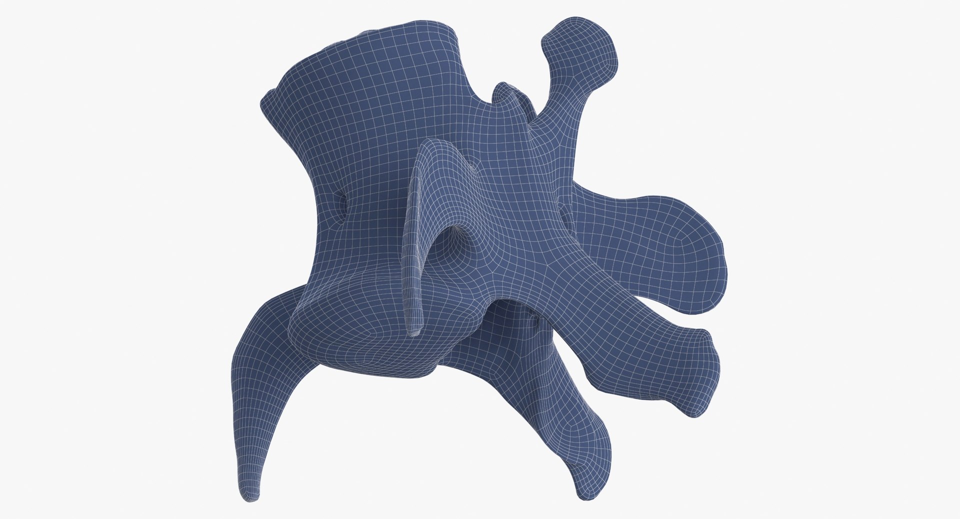 3D Kangaroo Red Necked Wallaby Lumber Vertebrae L5 https://p.turbosquid.com/ts-thumb/9d/M4Iqso/MO/kangaroo_red_necked_wallaby_lumber_vertebrae_l5_wireframe_0007/jpg/1692878398/1920x1080/fit_q87/958811260d9c94030f5bc3d3e9a7eff533df7595/kangaroo_red_necked_wallaby_lumber_vertebrae_l5_wireframe_0007.jpg