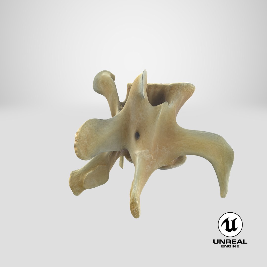 3D Kangaroo Red Necked Wallaby Lumber Vertebrae L5 https://p.turbosquid.com/ts-thumb/9d/M4Iqso/ON/stemcell_unreal_render/png/1694409958/1920x1080/fit_q87/84fcb9b09c7dc35a402a156601e83c0adfd461ac/stemcell_unreal_render.jpg