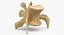 Kangaroo Red Necked Wallaby Lumber Vertebrae L5