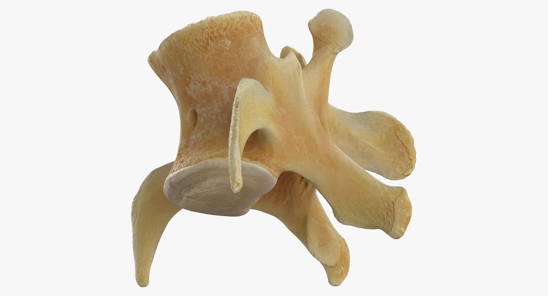3D Kangaroo Red Necked Wallaby Lumber Vertebrae L5 https://p.turbosquid.com/ts-thumb/9d/M4Iqso/cR/kangaroo_red_necked_wallaby_lumber_vertebrae_l5_thumbnail_0007/jpg/1692878117/1920x1080/fit_q87/6b33685fa36f2b8c51cd54ec57d2bdfdb78813b2/kangaroo_red_necked_wallaby_lumber_vertebrae_l5_thumbnail_0007.jpg