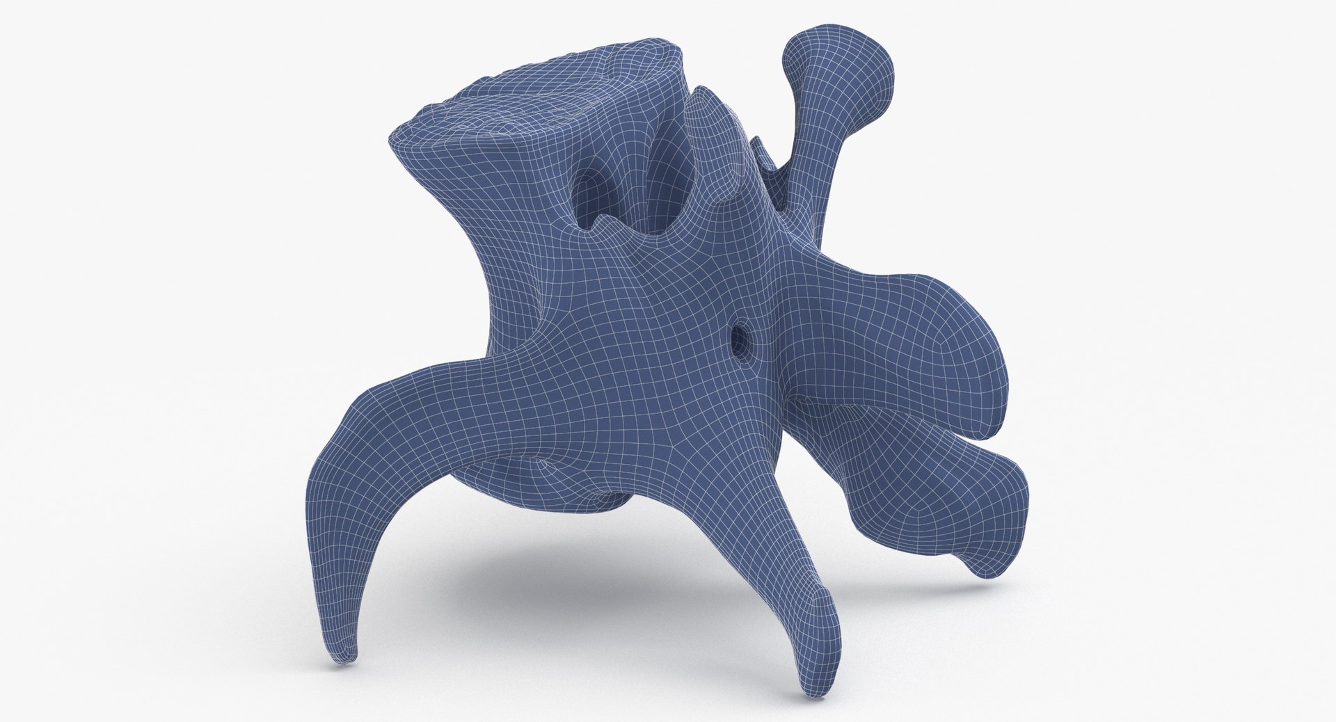 3D Kangaroo Red Necked Wallaby Lumber Vertebrae L5 https://p.turbosquid.com/ts-thumb/9d/M4Iqso/kn/kangaroo_red_necked_wallaby_lumber_vertebrae_l5_wireframe_0005/jpg/1692878398/1920x1080/fit_q87/b7cc702b99a227fe8c7d97541a3c0b0b6e3e6de0/kangaroo_red_necked_wallaby_lumber_vertebrae_l5_wireframe_0005.jpg